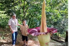 7 Jenis Bunga Bangkai yang Terkenal di Indonesia