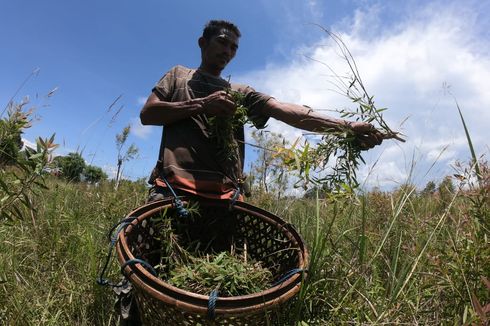 Minyak Kayu Putih, Oleh-oleh Khas Pulau Buru yang Diburu Wisatawan