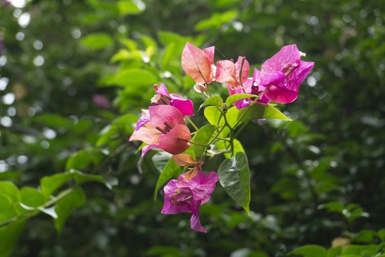 Bougenville di Kebun Raya Purwodadi.