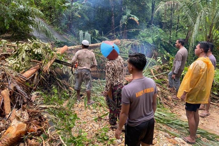 Sebuah pohon besar tumbang menutupi badan jalan di hutan Pulau Haruku, Kabupaten Maluku Tengah, Sabtu (30/7/2022)