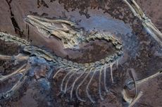 Archaeopteryx: Dinosaurus Berbulu yang Ternyata Bisa Terbang