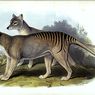 Harimau Tasmania Punah sejak 1936, Ilmuwan Berencana Bangkitkan Hewan Ini