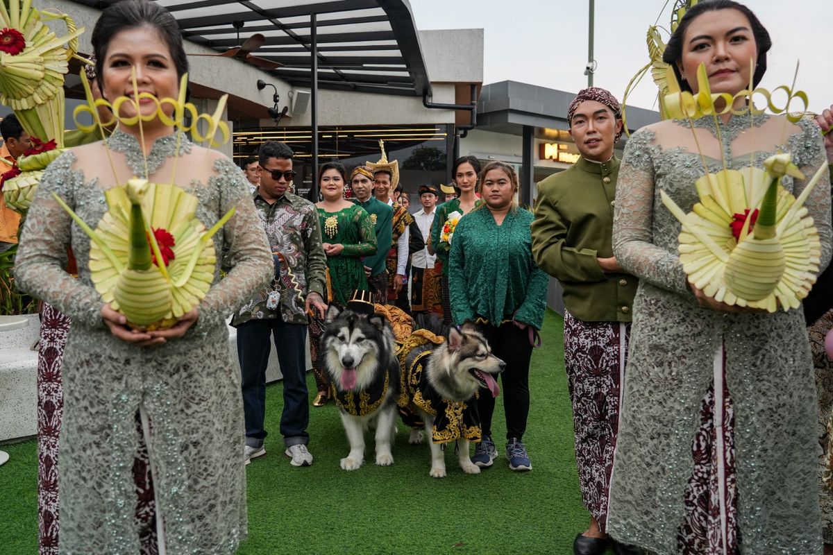 Pernikahan anjing Alaskan Malamute bernama Jojo dan Luna yang habiskan dana lebih dari Rp 200 juta, Sabtu (15/7/2023)