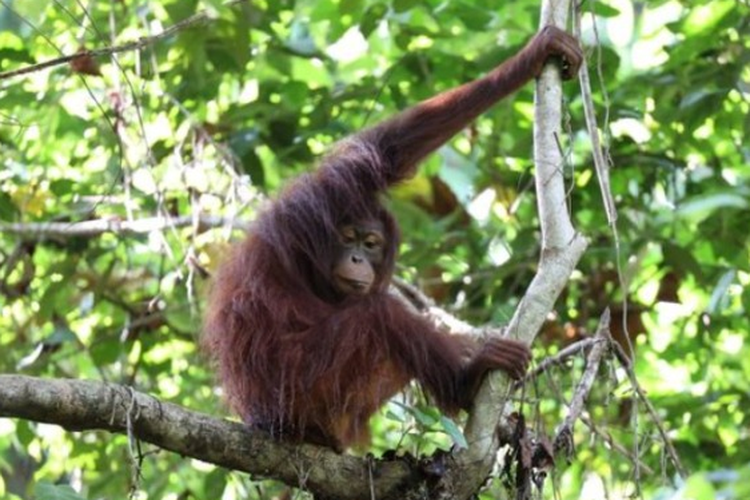 Orang Utan Kalteng Terancam Karhutla, Sarang di Atas Pohon Tak Lagi Aman