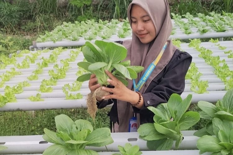 Dari Lahan Sempit Jadi Profit, Fina Raup Puluhan Juta Sebulan Lewat Urban Farming