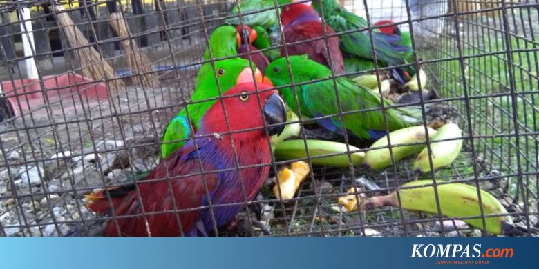 Selundupkan Ratusan Burung Nuri Seorang Nelayan Ditangkap Polisi