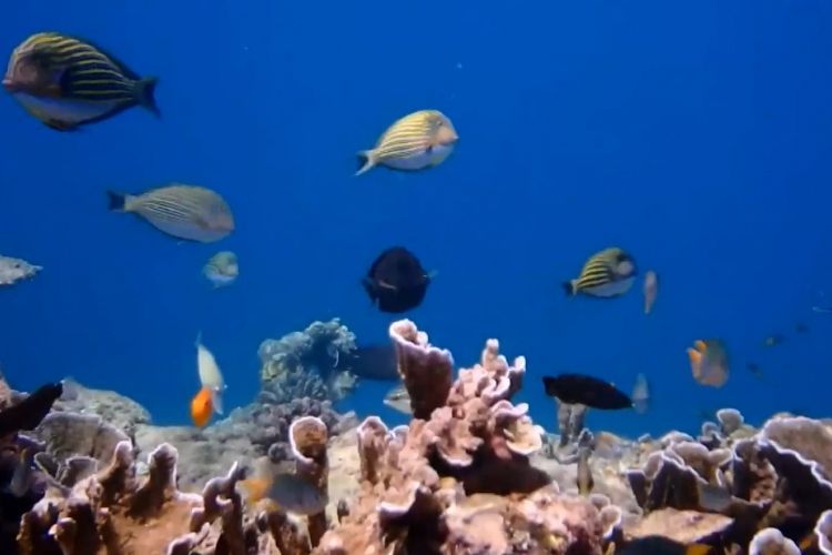 Pulau Onolimbu menyimpan banyak keindahan yang belum di lihat dari dekat oleh para wisatawan maupun para penghobi bawah laut.