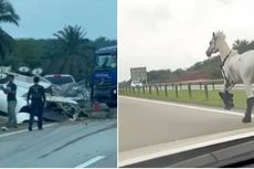 Mobil Pikap Kecelakaan, Kuda yang Dibawa Lepas dan Lari di Jalan Tol
