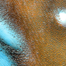 NASA Bagikan Foto Pola Biru Aneh di Kutub Mars, Apa Itu?