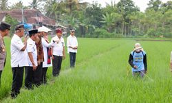 Dikirim ke Seluruh Indonesia, Beras Organik Banyuwangi Kini Ada di 18.000 Supermarket