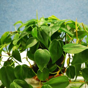 Deskripsi Tanaman Hias Philodendron Heartleaf. 