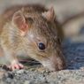 Waspadai, 4 Penyakit yang Disebabkan Gigitan Tikus