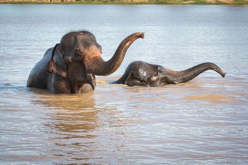 Pria Ini Tewas Setelah Dihantam Belalai Gajah yang Tengah Melindungi Anaknya