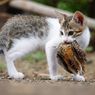 Cegah Kucing Peliharaan Bawa Pulang Bangkai, Begini Caranya