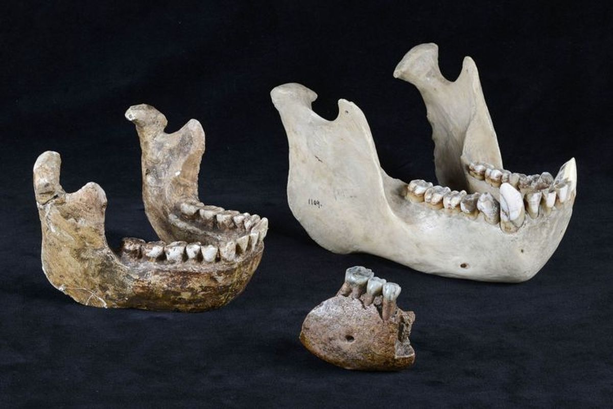 Fosil Meganthropus Paleojavanicus