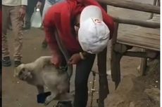 Video Viral Monyet Ambil Ponsel Pendaki di Gunung Lawu, Jalur Pendakian Sudah Dibuka?