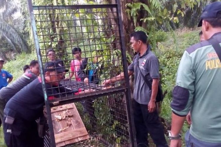 Tim BKSDA menyiapkan perangkap untuk menangkap beruang di Kabupaten Seluma, Provinsi Bengkulu