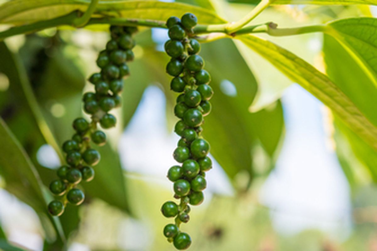 Ilustrasi tanaman lada