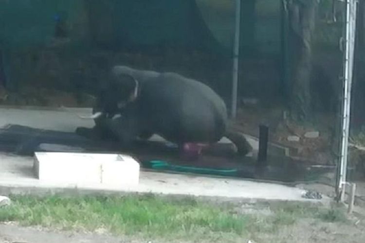 Tangkapan layar rekaman insiden seorang pria perawat gajah di India tewas diduduki gajah yang sedang dimandikannya.