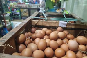 Harga Ayam Melonjak Jadi Rp 42.000, Telur Rp 25.000 per Kg, Pedagang Bandung Minta MBG Dievaluasi