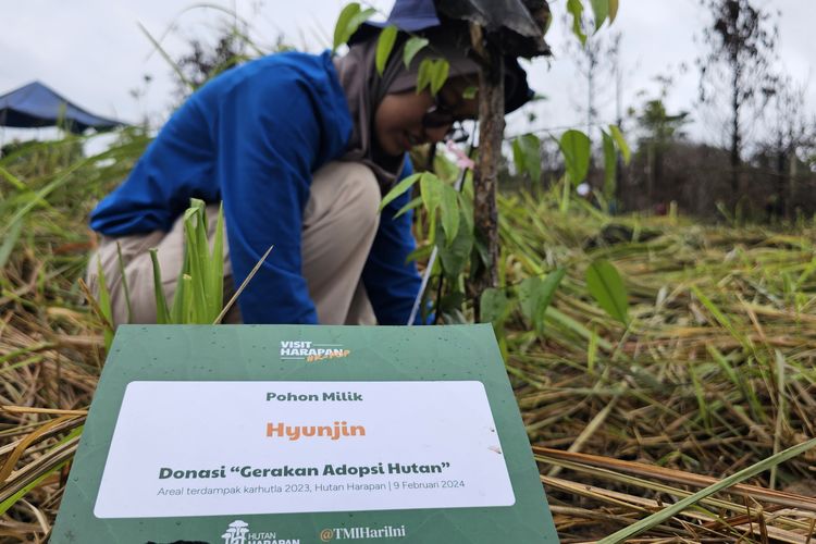 Nasywa Azzahra (20) menanam bibit pohon merawan dalam aksi tanam pohon bersama komunitas K-pop di Hutan Harapan, Jambi, Jumat (9/2/2024).