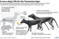 Usai 80 Tahun, Harimau Tasmania Disinyalir Muncul dari Kepunahan