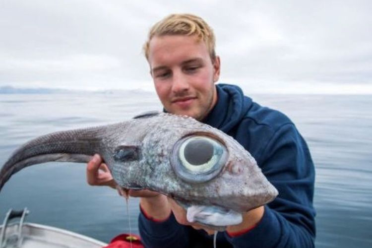 Oscar Lundahl memamerkan ikan yang ditangkapnya di utara Norwgia. Ikan itu punya bentuk unik dengan mata besar. Ikan itu diketahui bernama ratfish, dan masih berkerabat dengan hiu sekitar 300 juta tahun silam.