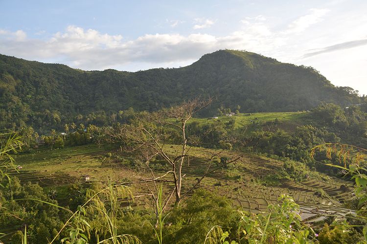 Persawahan milik warga di bawah kaki gunung Poso Kuwuh, Kecamatan Kuwus, Kabupaten Manggarai Barat, Flores, NTT, Minggu (31/3/2019). Ini destinasi wisata alam di Lembah Ranggu-Kolang. (KOMPAS.com/MARKUS MAKUR)