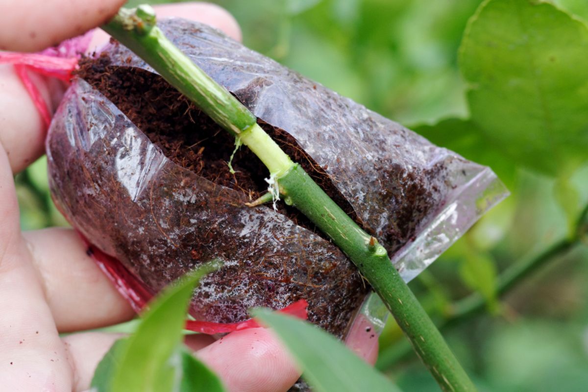 Ilustrasi cangkok tanaman, mencangkok tanaman. 