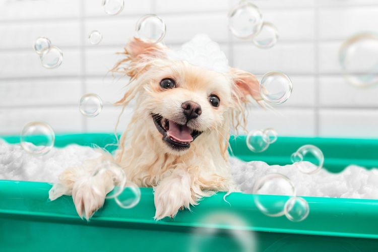 Ilustrasi anjing Pomeranian sedang mandi.
