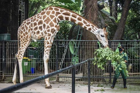 Pasca Tutup Selama Pandemi, Taman Margasatwa Ragunan Mulai Buka 20 Juni