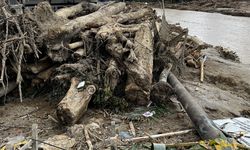 Banjir Bandang Dinilai Munculkan Risiko terhadap Keanekaragaman Hayati Sumatra