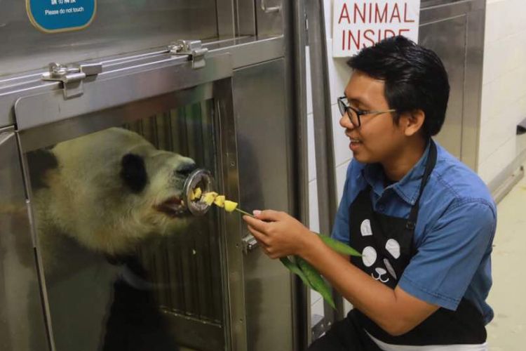 Memberi makan panda merupakan salah satu program Meet The Giant Panda di Ocean Park Hongkong.
