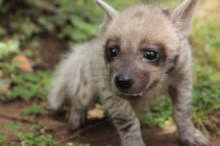 seekor bayi hyena untuk pertamakalinya lahir di Bali pada Kamis (8/10/2020) lalu.