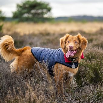 Ilustrasi anjing mengenakan jaket pelindung