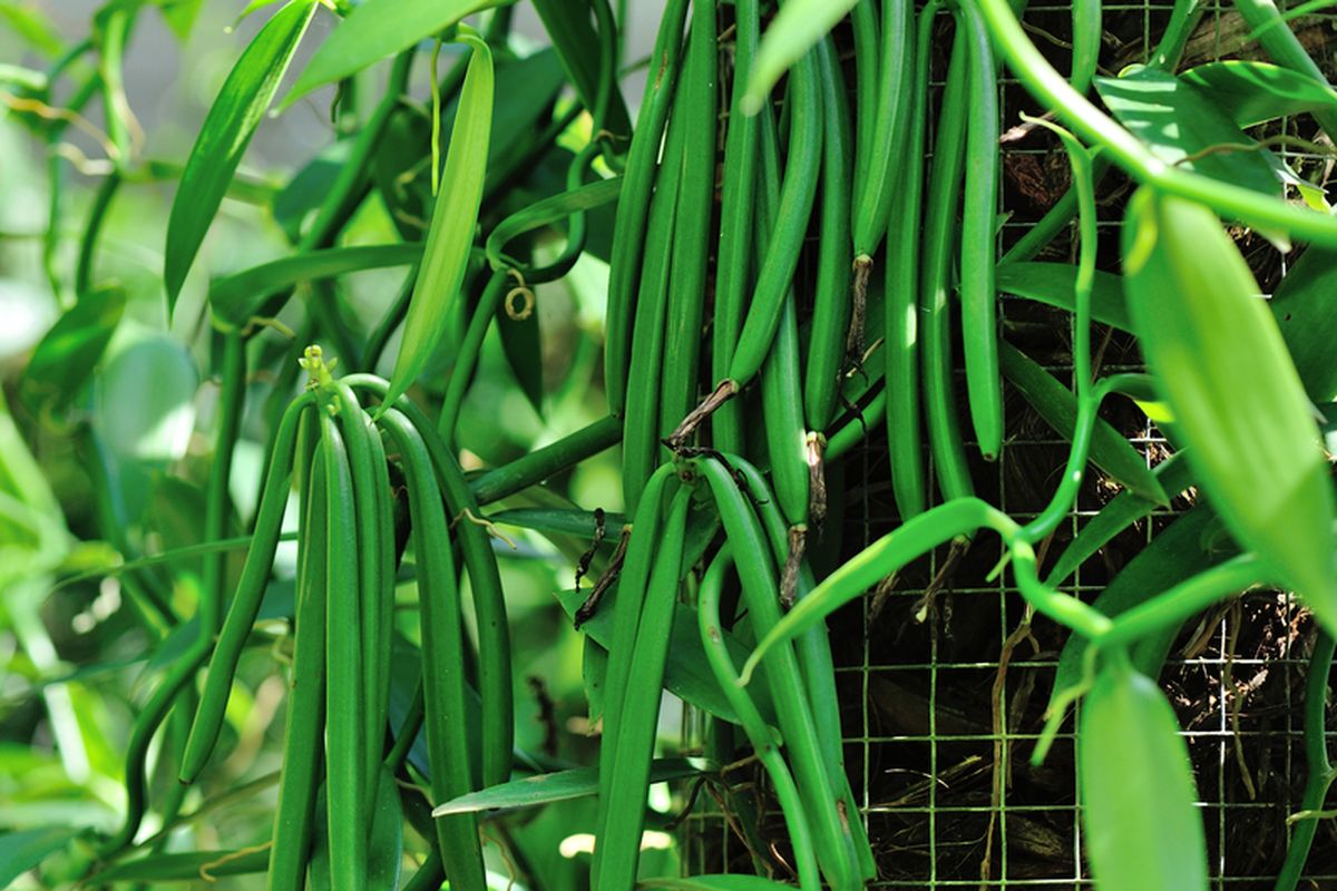 Ilustrasi vanili, tanaman vanili, budidaya vanili. 