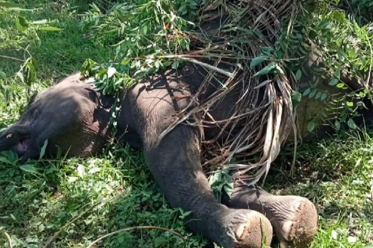 Seekor gajah sumatera jantan mati diduga akibat tersengat pagar kawat kejut yang dipasang di area perkebunan jeruk dan lengkeng milik masyarakat Karang Ampar, Aceh Tengah, Jumat (7/6/2024).