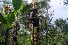 Perjuangan Buruh Penyadap Nira di Purworejo, Tak Dibayar Pakai Uang, tapi Air Nira yang Disadap