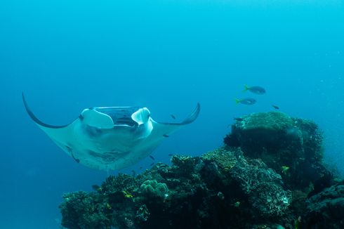 Penelitian Baru, Ada Pola Pergerakan Pari Manta Karang di Raja Ampat