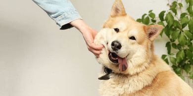 Hukum Memelihara Anjing dalam Islam, Benarkah Membuat Malaikat Tidak Masuk Rumah?