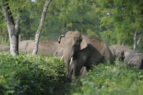 Gajah dan Badak Terancam Punah, Inilah Peran Mereka bagi Bumi