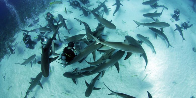 Menyelam dengan hiu di Stuart Coves, Bahama.