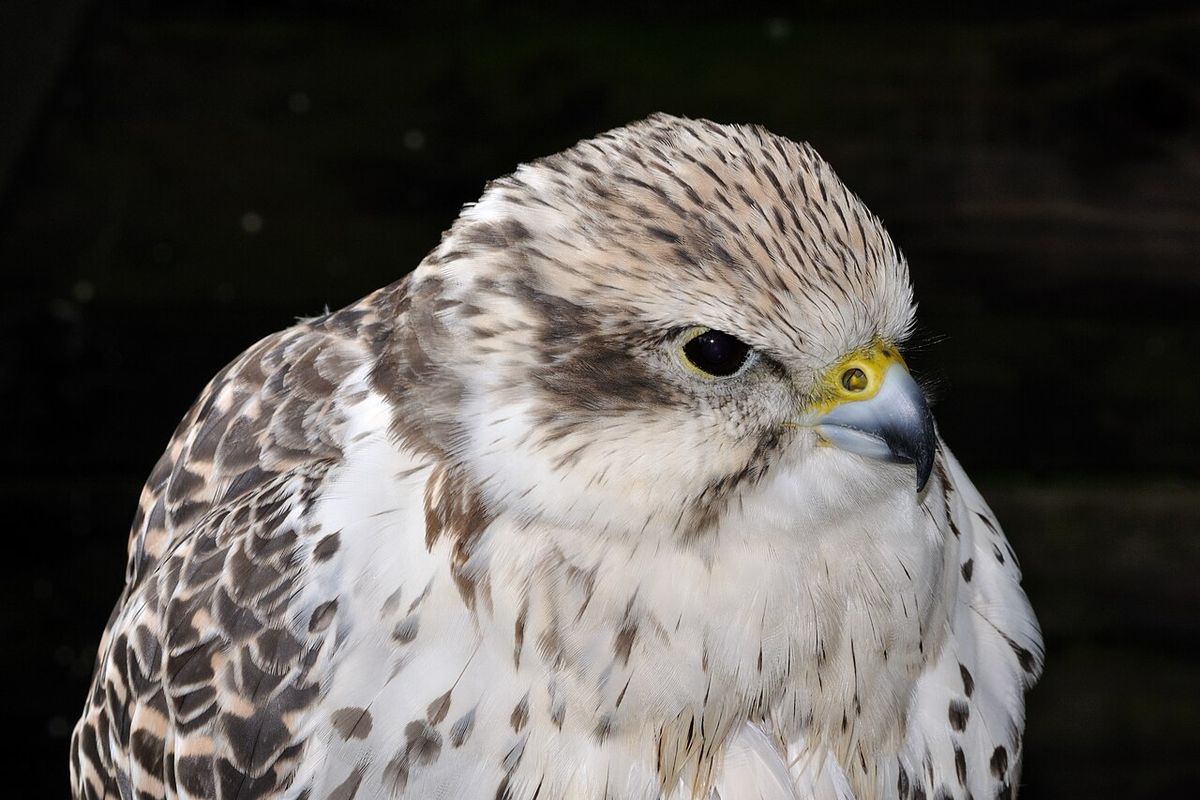 Ilustrasi saker falcon. Fauna & Flora menyoroti 10 spesies terancam punah 2026, dari elang hingga tulip liar.