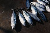IPB Sulap Limbah Mata Ikan Tuna Jadi Camilan Fungsional