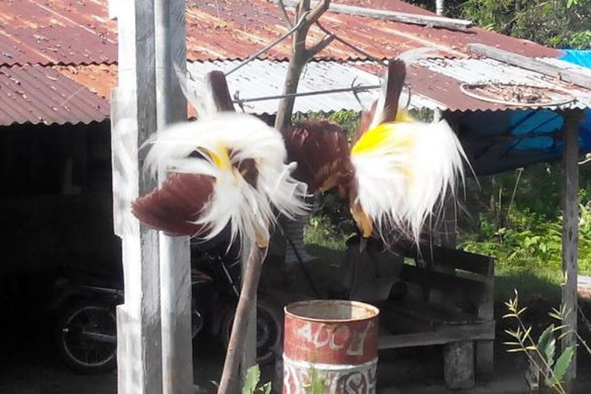 Burung-burung cendrawasih dijajakan di pinggir jalan di Bonggo, Papua