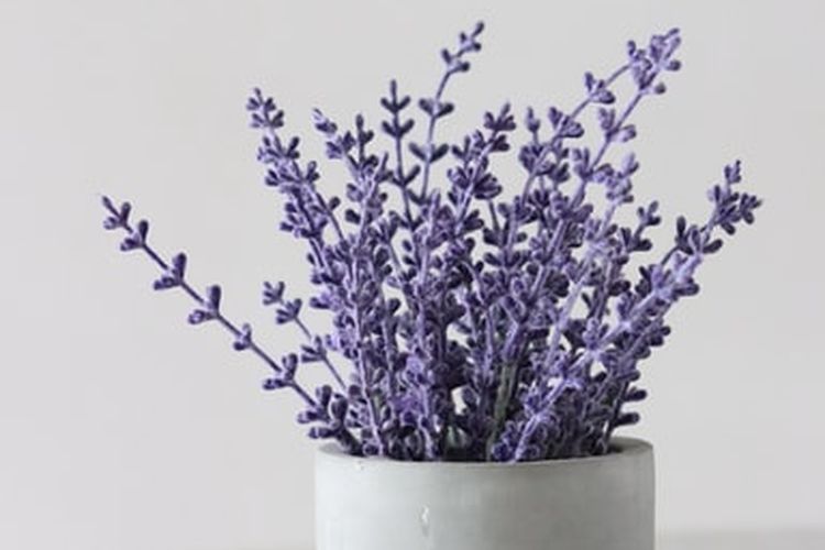 Ilustrasi lavender