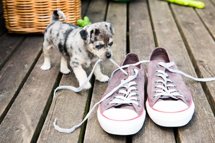 Ilustrasi anjing menyukai sepatu.