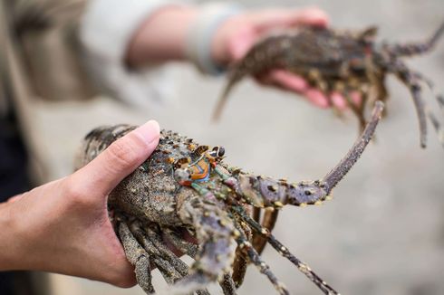 KKP Targetkan Tantangan Budidaya Lobster Rampung 2 Tahun Lagi