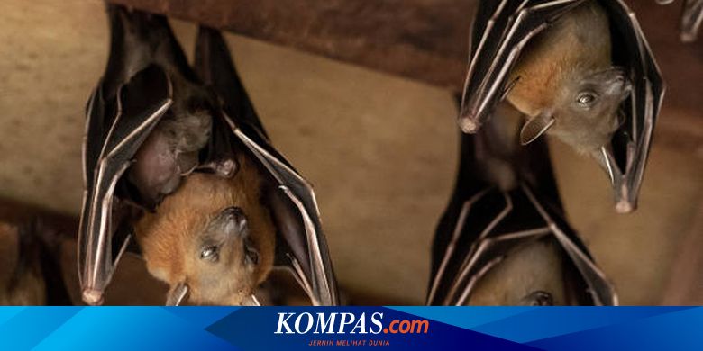 オーストラリアの男性はコウモリに噛まれた後に亡くなり、まれな狂犬病と同様の症状が現れました