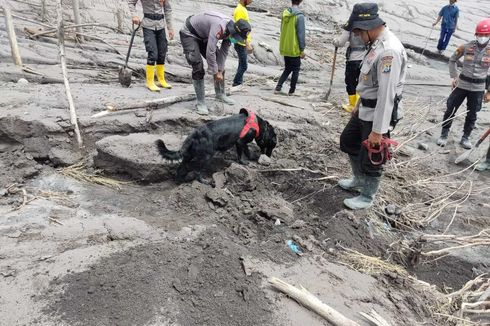 11 Ekor Anjing Pelacak Diterjunkan ke Lokasi Terdampak Awan Panas Semeru, Bantu Temukan 13 Jenazah yang Terpendam